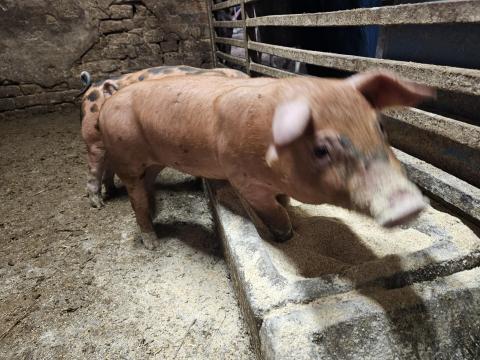 Malacok eladók Malacok eladók