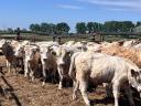 Charolais (F1) növendék bikák eladók,  30 db
