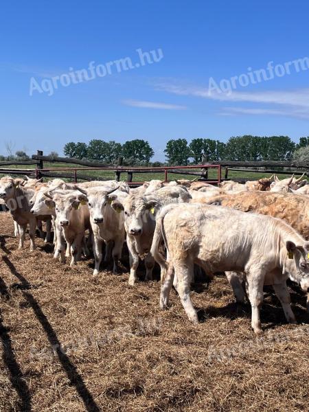 Charolais (F1) növendék bikák eladók,  30 db