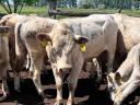 Charolais (F1) növendék bikák eladók,  30 db