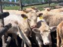 Charolais (F1) növendék bikák eladók,  30 db