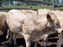Charolais (F1) növendék bikák eladók,  30 db