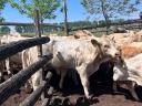 Charolais (F1) növendék bikák eladók,  30 db