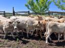 Charolais (F1) növendék bikák eladók,  30 db