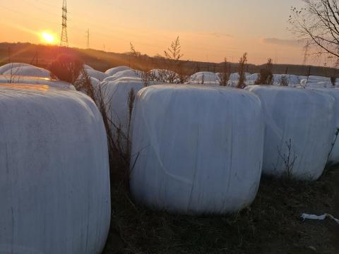 Csomagolt Rozsszenázs bálák