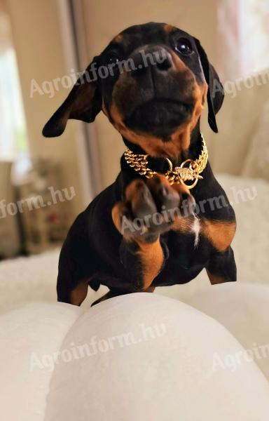 Dobermann kislány