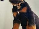 Dobermann kislány