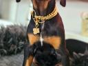 Dobermann kislány