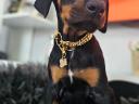Dobermann kislány
