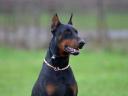 Dobermann kislány