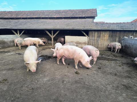 Eladó nagy súlyú hízó Eladó nagy súlyú hízó