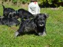 Törpe schnauzer törzskönyvezett kölykök
