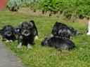 Törpe schnauzer törzskönyvezett kölykök