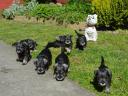 Törpe schnauzer törzskönyvezett kölykök