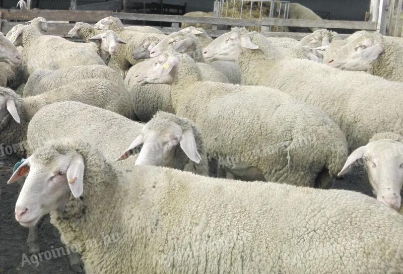 Birkák,  Landschaf merino juh eladó