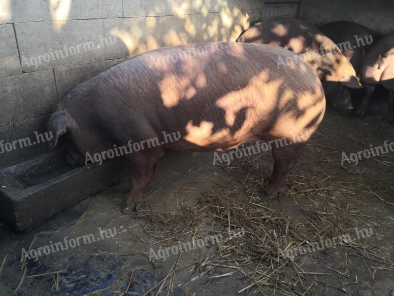 Eladó Duroc süldő kocák