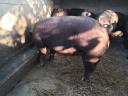Eladó Duroc süldő kocák