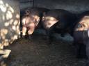 Eladó Duroc süldő kocák