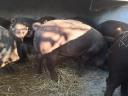 Eladó Duroc süldő kocák