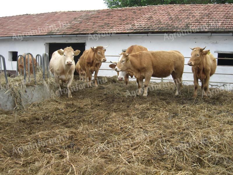 Szarvasmarha eladó