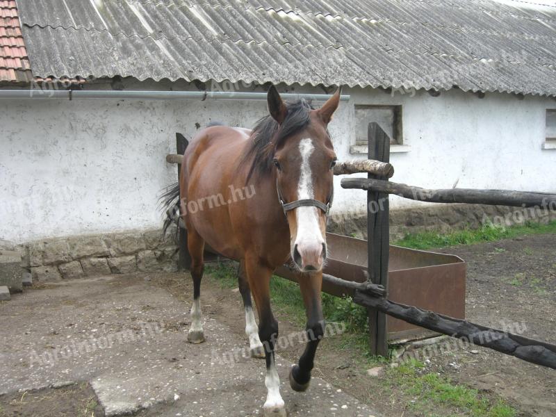 Ló, Angol telivér kanca eladó