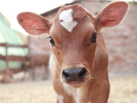 Jersey üsző,  bika borjú  Jersey üsző,  bika borjú