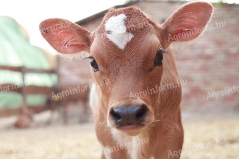 Jersey üsző,  bika borjú 