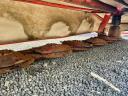 Kuhn GMD 4410 kasza