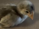 Eladó 2 hetes Australorp csirkék