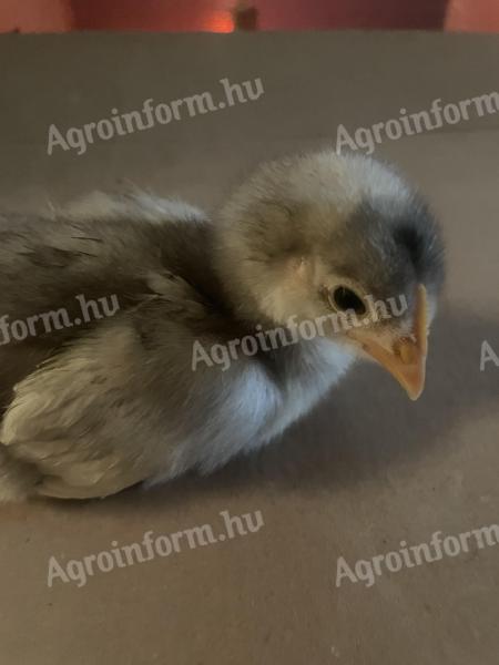 Eladó 2 hetes Australorp csirkék