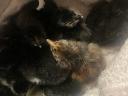 Eladó 2 hetes Australorp csirkék