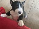 Mini bullterrier jellegű kölykök