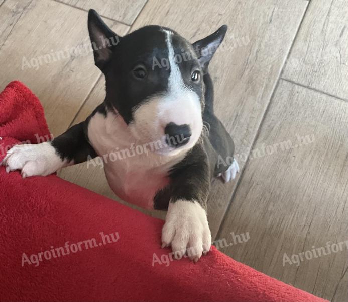 Mini bullterrier jellegű kölykök