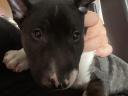 Mini bullterrier jellegű kölykök