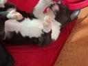 Mini bullterrier jellegű kölykök