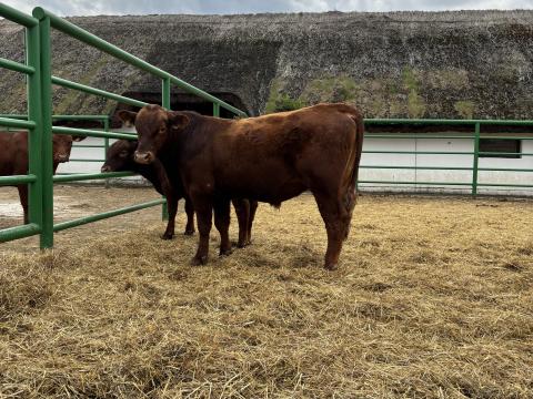 Angus bikák eladók Angus bikák eladók