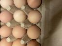 Eladó Australorp keltetőtojás