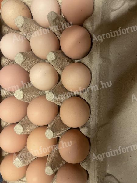 Eladó Australorp keltetőtojás