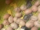 Eladó Australorp keltetőtojás
