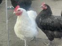 Eladó Australorp keltetőtojás