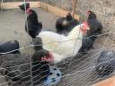 Eladó Australorp keltetőtojás