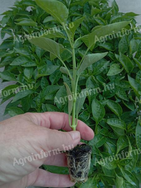 Paprika palánta