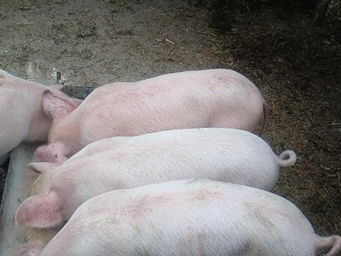 Választási malac Választási malac