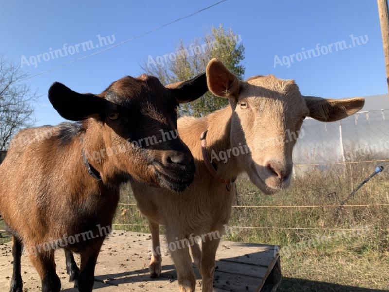 Alpesi anya és társai