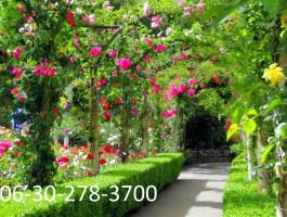 Kertész,  kertgondozás,  kertfenntartás,  fűkaszálás,  fakivágás Érd,  Budaörs,  Diósd + környék