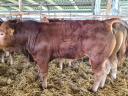 Limousin tenyészbika