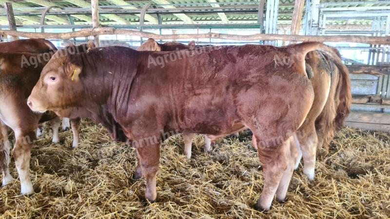 Limousin tenyészbika