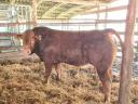 Limousin tenyészbika