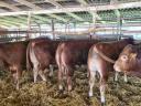 Limousin tenyészbika