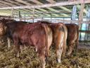 Limousin tenyészbika
